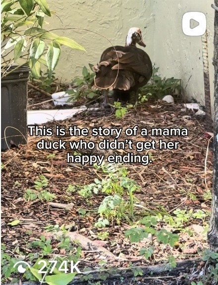 While everyone was following the story...