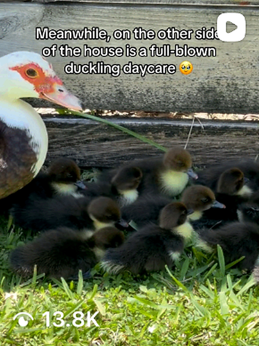 Duckling daycare on the other side of the house